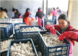 福鼎前岐成省內最大的南菇北調的集散地